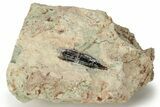 Spinosaurus Tooth In Sandstone - Dekkar Formation, Morocco #220726-1